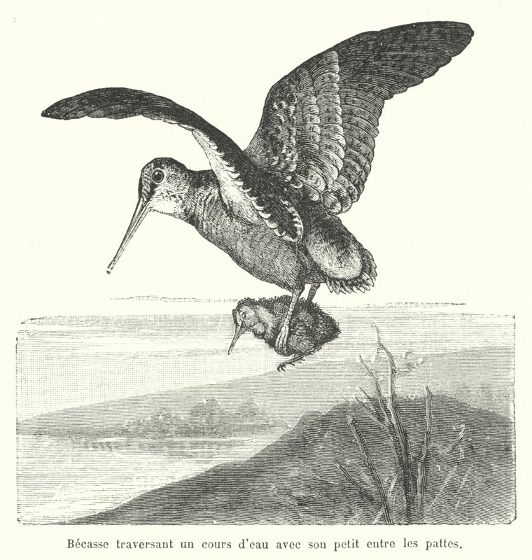 Woodcock Carrying Its Chick Over a Watercourse by French School