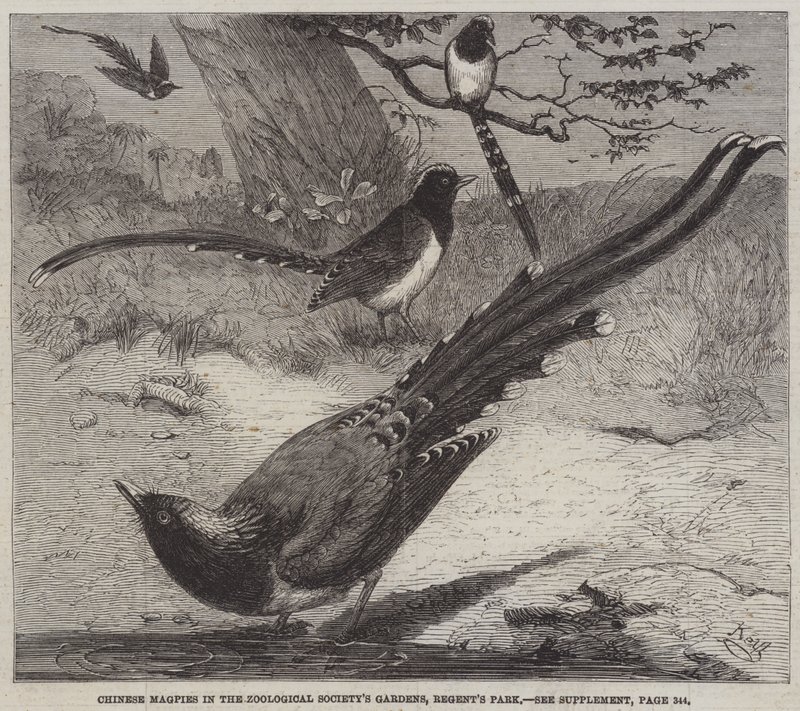 Chinese Magpies in the Zoological Society