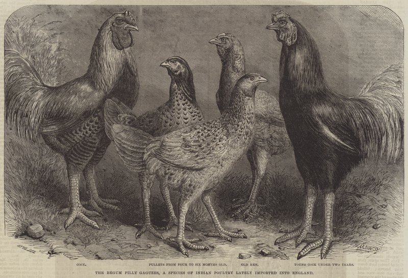 The Begum Pilly Gaguzes, a Species of Indian Poultry Lately Imported into England by Friedrich Wilhelm Keyl