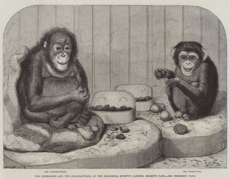 The Chimpanzee and the Ourang-Outang at the Zoological Society