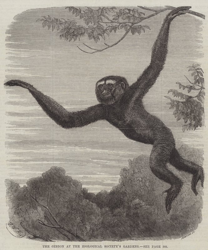 The Gibbon at the Zoological Society