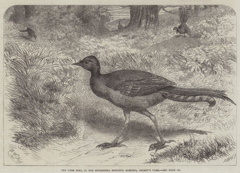 The Lyre Bird, in the Zoological Society