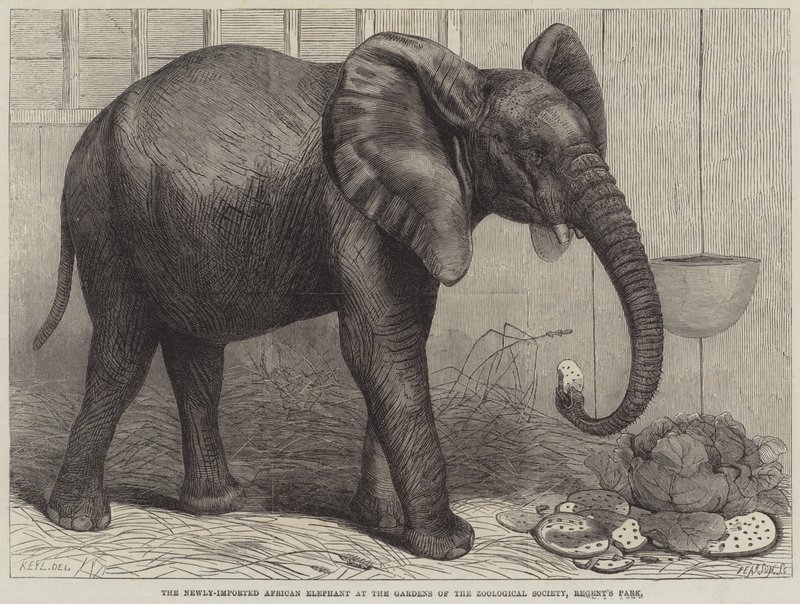 The Newly-Imported African Elephant at the Gardens of the Zoological Society, Regent