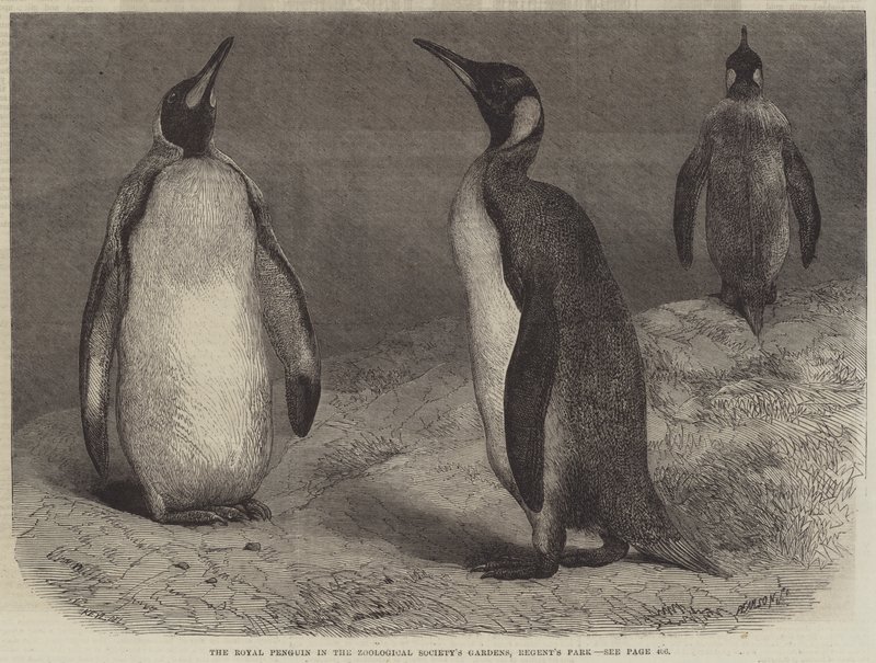 The Royal Penguin in the Zoological Society
