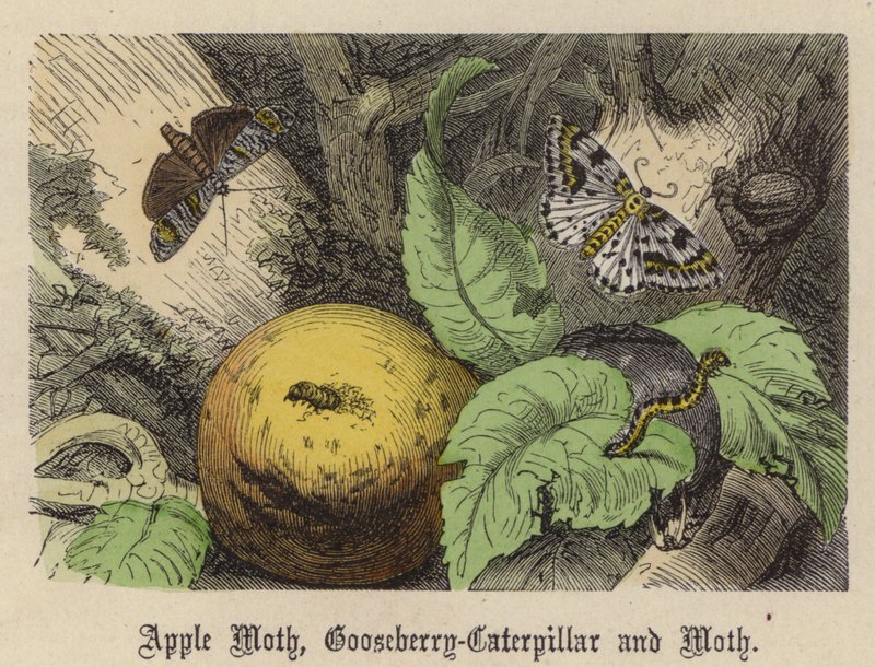 Apple Moth, Gooseberry-Caterpillar, and Moth by Friedrich Specht