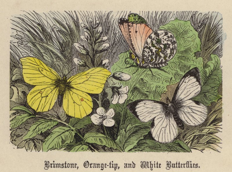 Brimstone, Orange-tip, and White Butterflies by Friedrich Specht