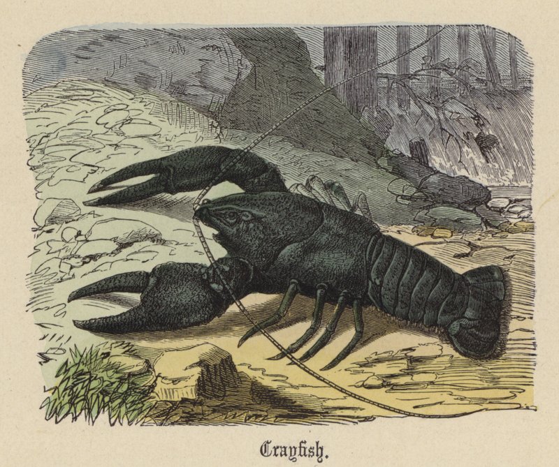 Crayfish by Friedrich Specht
