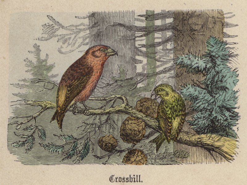 Crossbill by Friedrich Specht