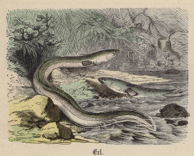 Eel by Friedrich Specht