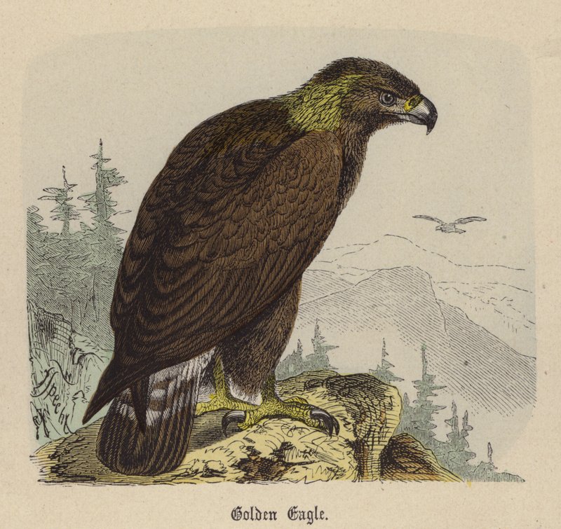 Golden Eagle by Friedrich Specht