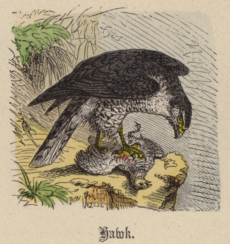 Hawk by Friedrich Specht
