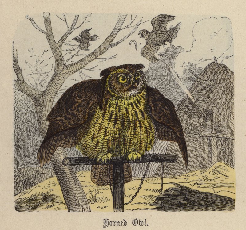 Horned Owl by Friedrich Specht