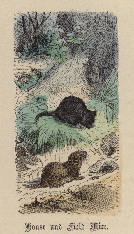 House and Field Mice by Friedrich Specht