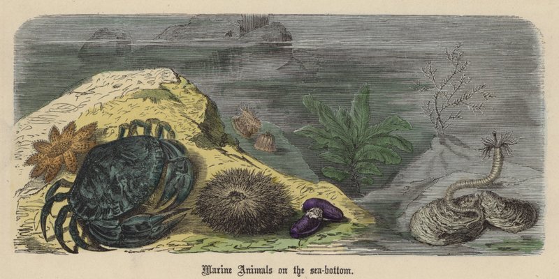 Marine Animals on the sea-bottom by Friedrich Specht