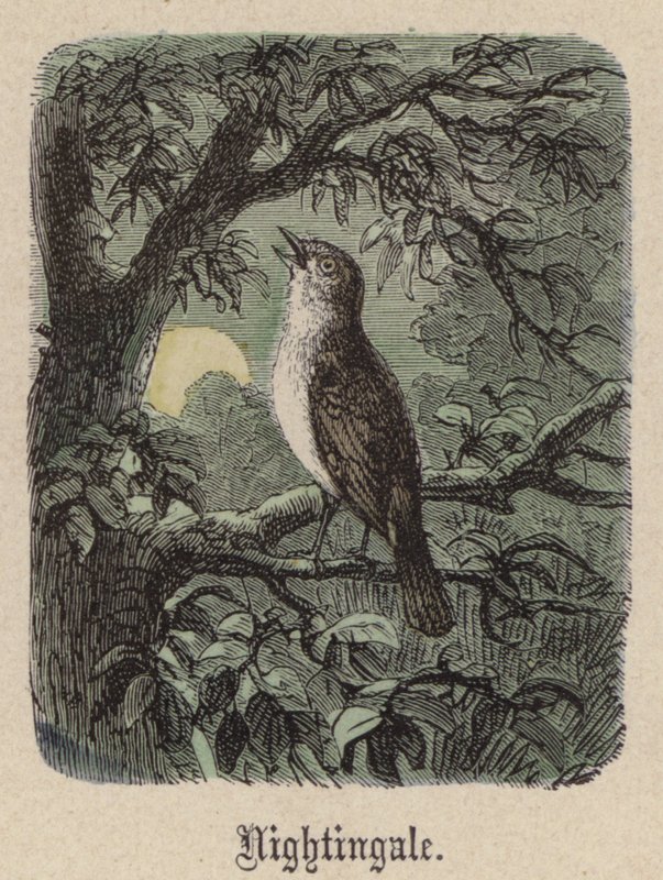 Nightingale by Friedrich Specht