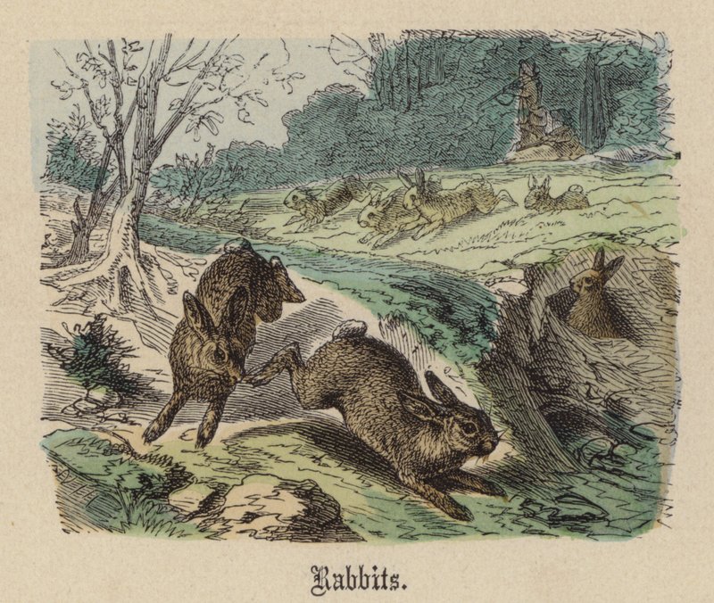 Rabbits by Friedrich Specht