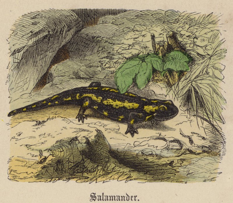 Salamander by Friedrich Specht