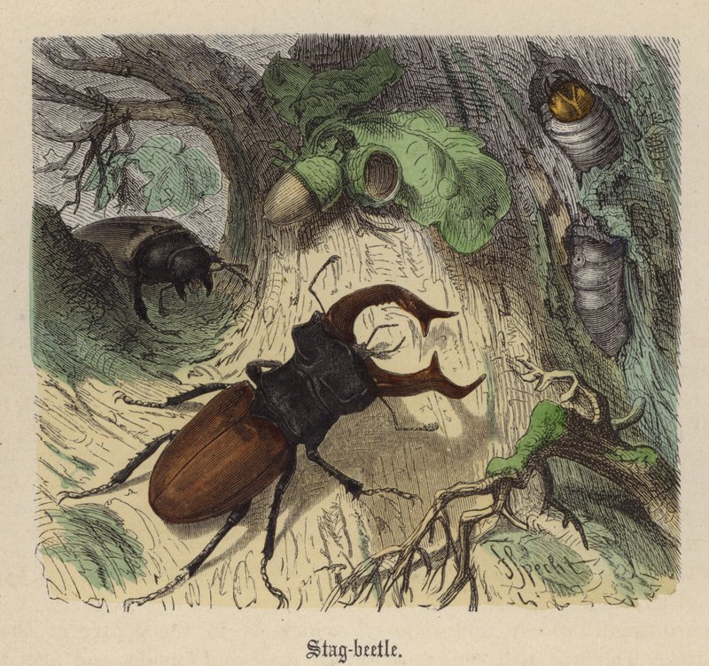 Stag-beetle by Friedrich Specht