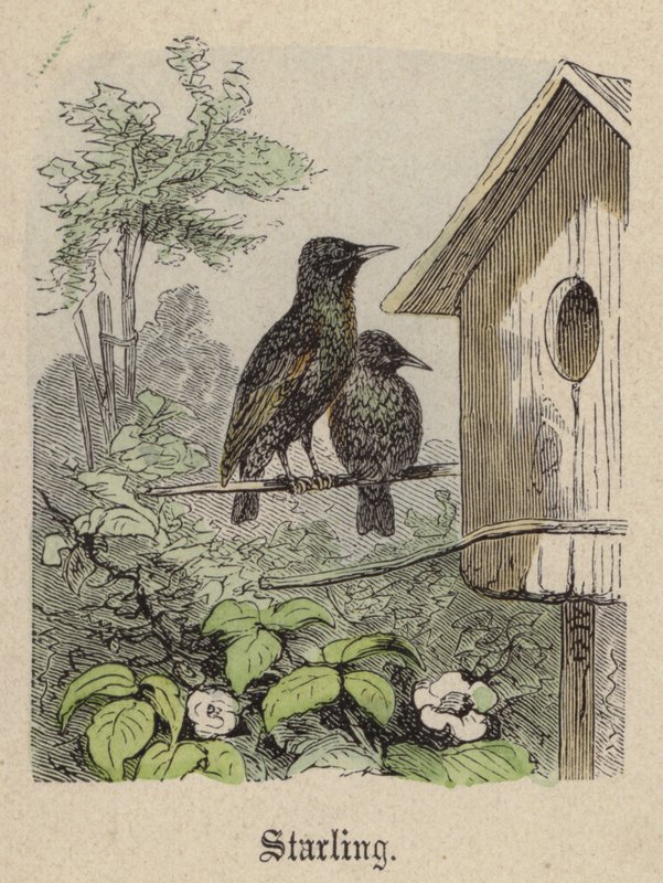 Starling by Friedrich Specht