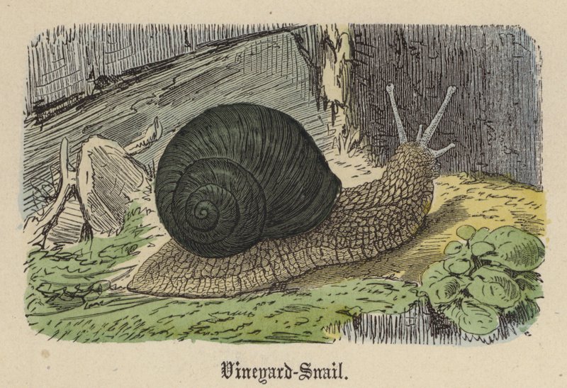 Vineyard-Snail by Friedrich Specht