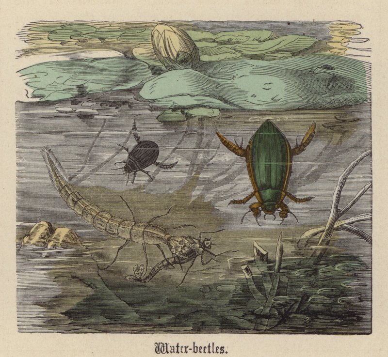 Water-beetles by Friedrich Specht