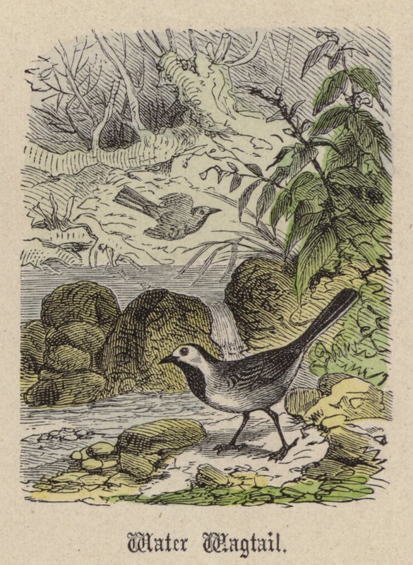 Water Wagtail by Friedrich Specht