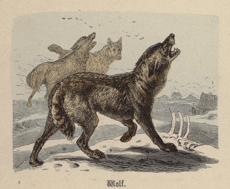 Wolf by Friedrich Specht