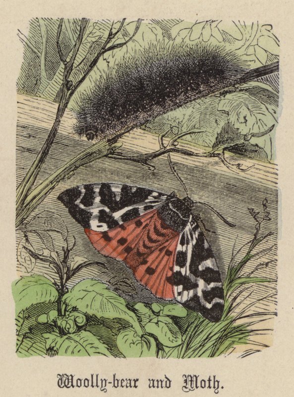Woolly-bear and Moth by Friedrich Specht