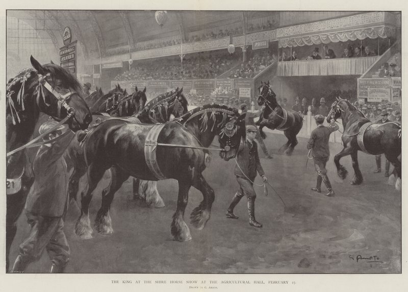 The King at the Shire Horse Show at the Agricultural Hall, 27 February by G.S. Amato