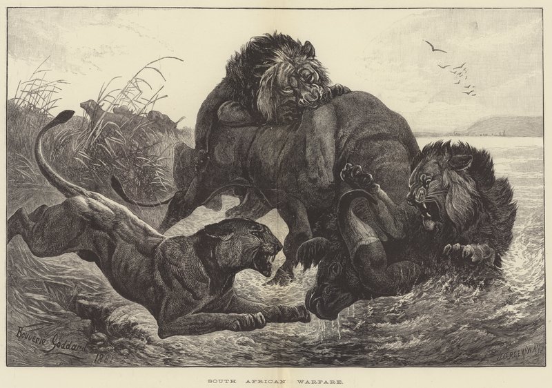 South African Warfare by George Bouverie Goddard