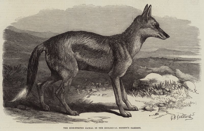 The Side-Striped Jackal in the Zoological Society