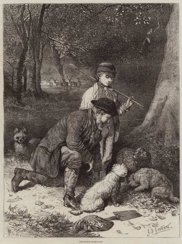 Truffle-Hunting by George Bouverie Goddard
