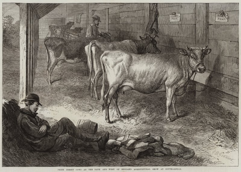 Prize Jersey Cows at the Bath and West of England Agricultural Show at Southampton by George Bouverie Goddard