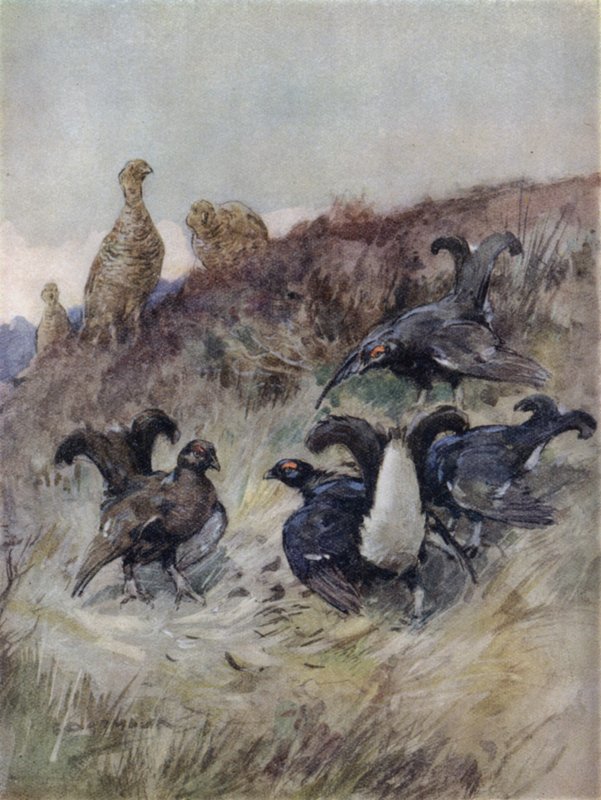 Illustration for The Story of a Red Deer by George Denholm Armour