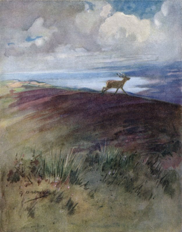 Illustration for The Story of a Red Deer by George Denholm Armour
