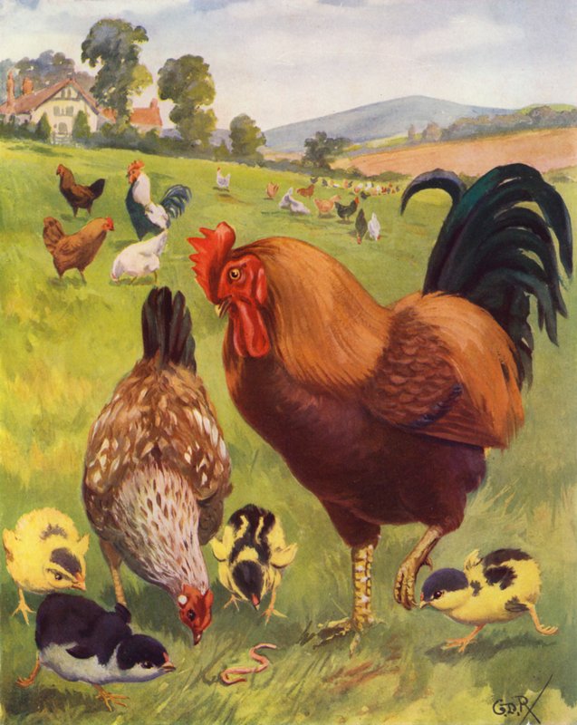 Robert, the Cock, is Very Proud by George Derville (after) Rowlandson