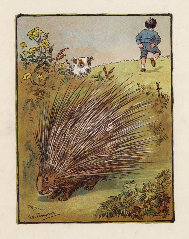 The Porcupine by George Henry Thompson