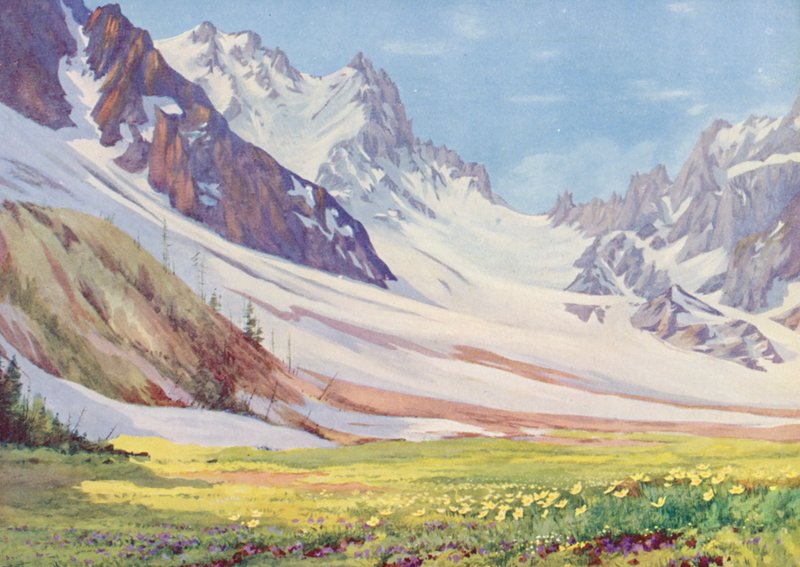 Anemone sulphurea and Viola calcarata in the Val d