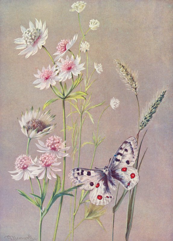 Astrantia major, A minor, and the Apollo butterfly by George Jackson Flemwell