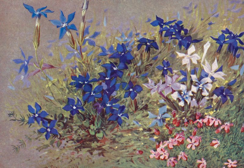 Genitana Verna, the Type-Plant, and Some of Its Forms by George Jackson Flemwell