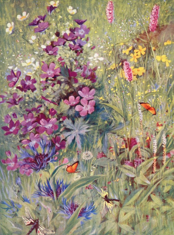 Geranium sylvaticum, Potentilla rupestris, Centaurea montana, the pink Bistort, the little Alpine Bistort, painted on the spot in the fields at the beginning of July by George Jackson Flemwell