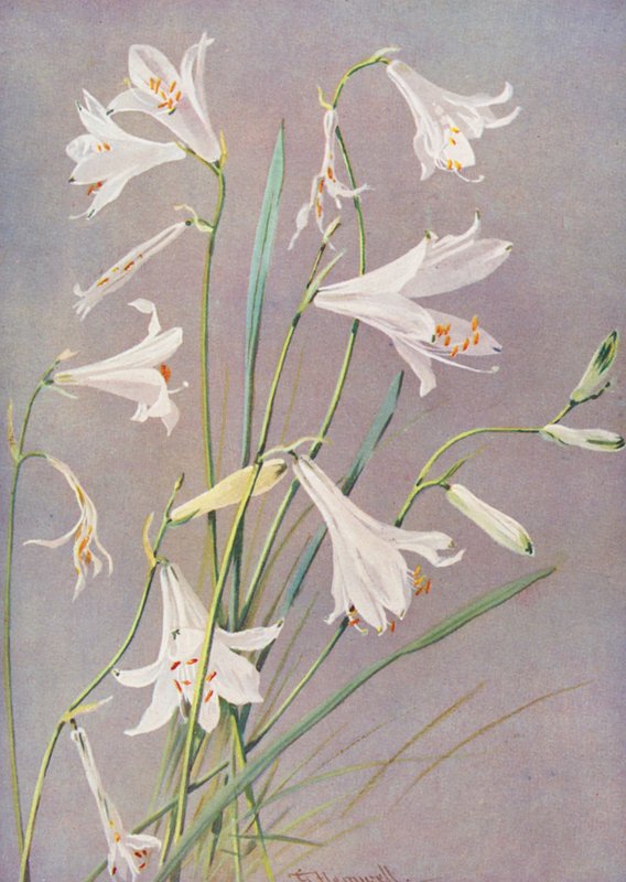 Paradisia Liliastrum, the Paradise or St Bruno