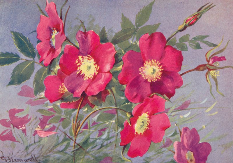 Rosa Alpina, the Thornless Alpine Eglantine by George Jackson Flemwell