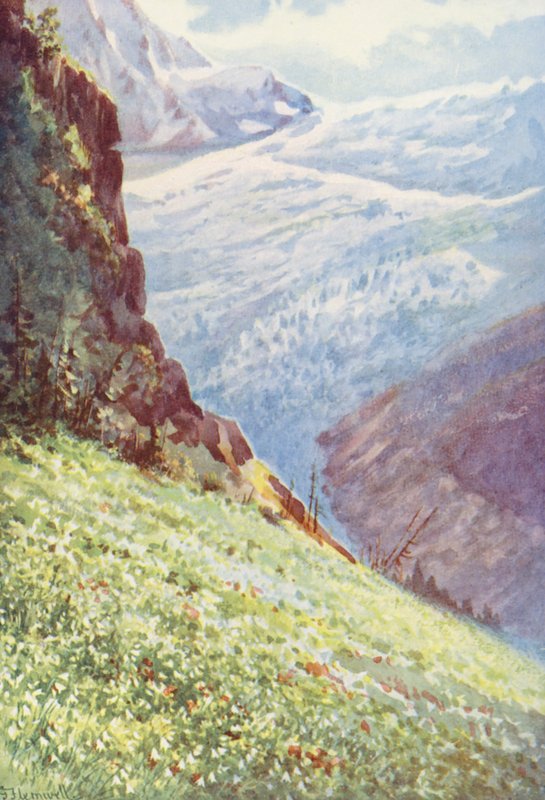 The Paradise Lily (Paradisia Liliastrum) near the Glacier de Trient about the middle of June by George Jackson Flemwell