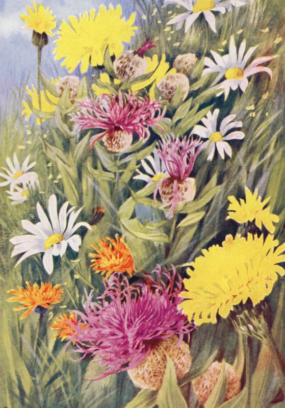 The tall yellow Hypochaeris uniflora, Centaurea uniflora, the Golden Hawkweed (Crepis aurea) drawn from life in the July fields by George Jackson Flemwell