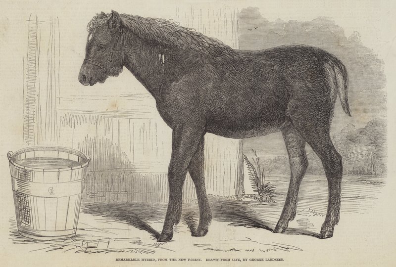 Remarkable Hybrid, from the New Forest by George Landseer