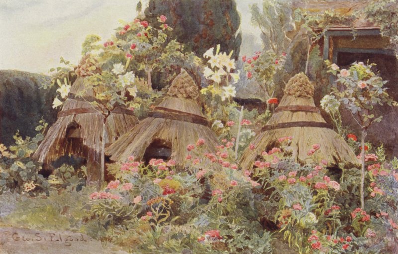 Lady Coventry