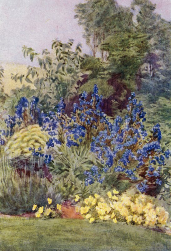 Anchusa Italica Dropmore variety, the Dropmore Alkanet, with Clematis recta and Violas by George Soper
