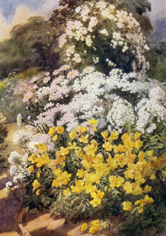 Oenothera Fruticosa Youngii, one of the Best Evening Primroses, with Background of White Phloxes, Achillea Ptarmica and Shasta Daisies by George Soper