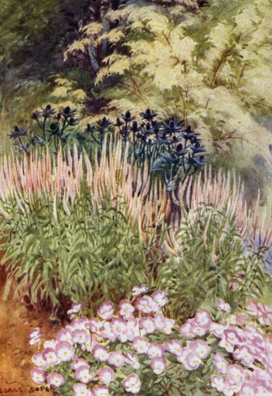 Veronica spicata rosea, with Eryngiums and Violas by George Soper